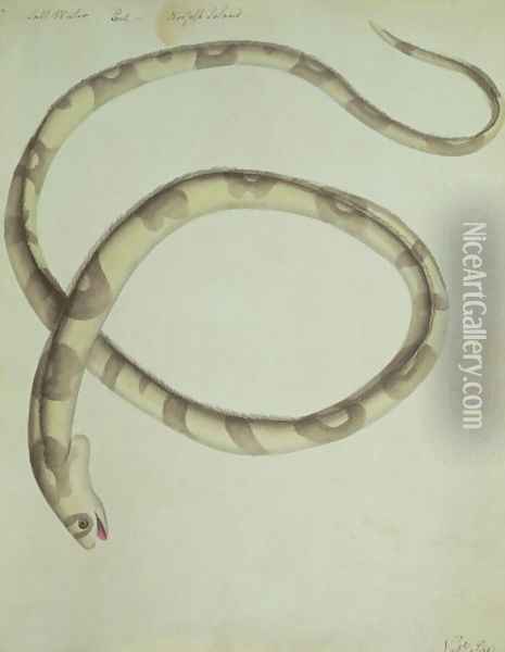Salt water eel Norfolk Island Banded snake eel Oil Painting - John Hunter