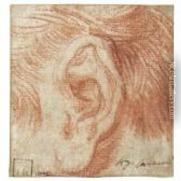 Study Of An Ear Oil Painting - Agostino Carracci