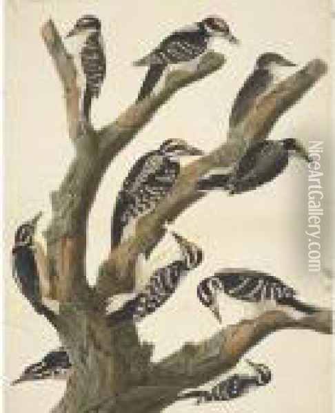 Maria's Woodpecker Oil Painting - John James Audubon