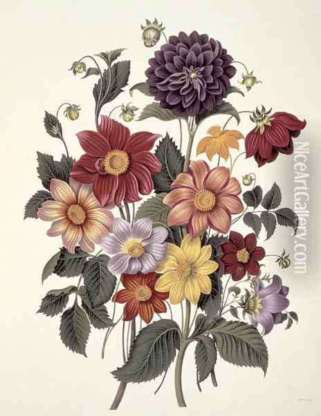 Dahlias, engraved by Weddell, plate 10 from Beauties of Flora by S. Curtis, 1820 Oil Painting - Clara Maria Pope