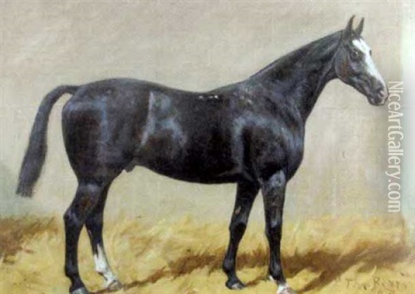 The Beny, A Dark Bay Hunter With A White Blaze In A Stable Oil Painting - George Paice