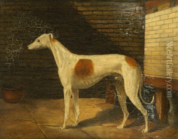 Portrait Of A Brown And White Greyhound Oil Painting - James Howe