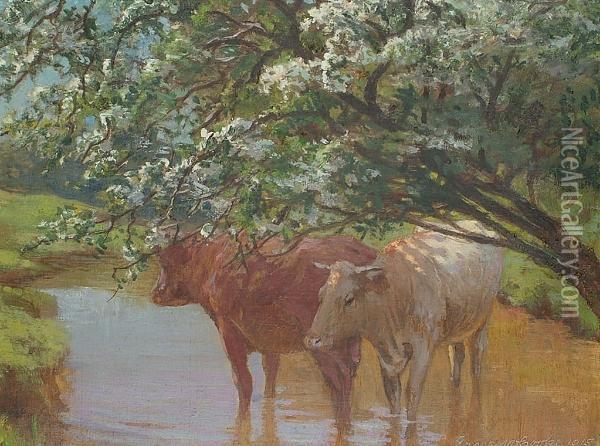 Cattle In A Stream. Oil Painting - Ernest O. Cooke