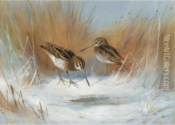 The Frost-bound Spring, Snipe In Winter Oil Painting - Archibald Thorburn