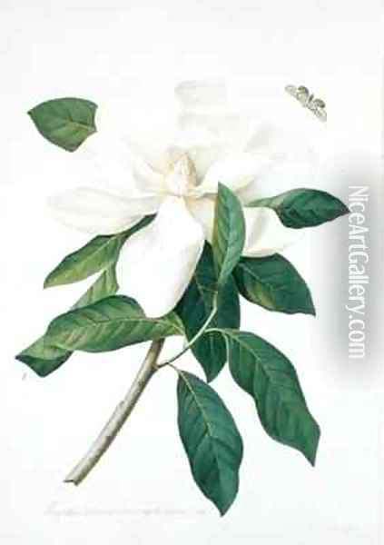 Magnolia altissima Oil Painting - Georg Dionysius Ehret