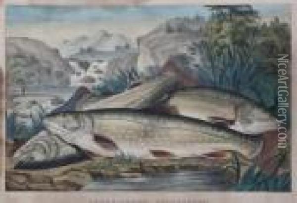 Brook Trout Just Caught Oil Painting - Currier & Ives Publishers