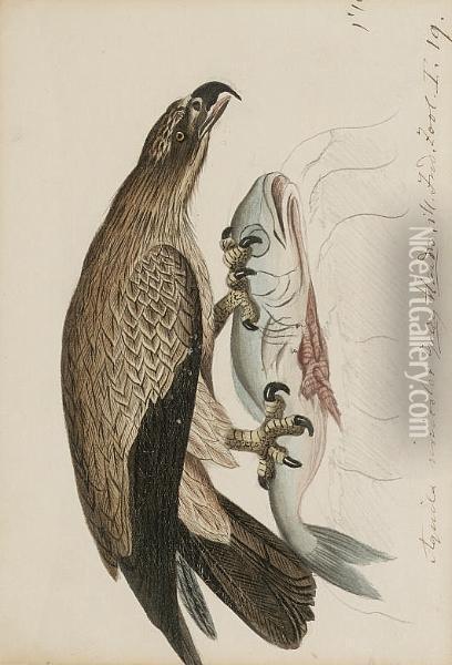 A Lesser Spotted Eagle, Aquila Pomarina Oil Painting - Heinrich Gotlieb L. Reichenbach