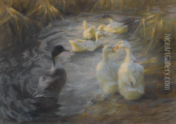 Ducks Among Reeds In A Pond Oil Painting - Alexander Max Koester
