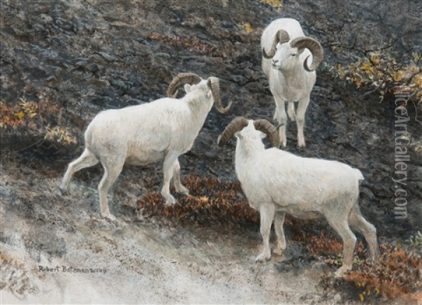 Alaska-dall Sheep Oil Painting - Robert Bateman