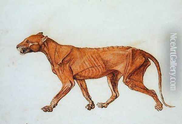 Tiger, Lateral View, Skin Removed, from A Comparative Anatomical Exposition of the Structure of the Human Body with that of a Tiger and a Common Fowl Oil Painting - George Stubbs