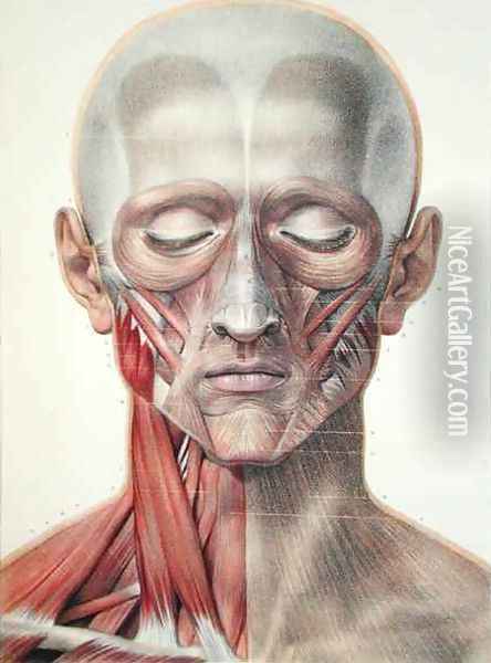 Musculature of the face 2 Oil Painting - Nicolas Henri Jacob