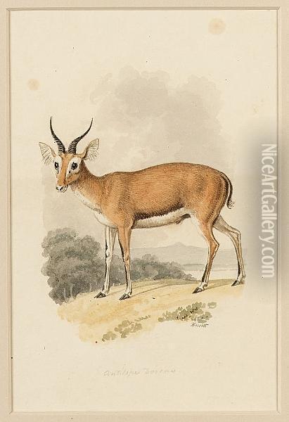 Antelope Dorcas; Antelope Redunca And Four Others, Six Oil Painting - Samuel Howitt