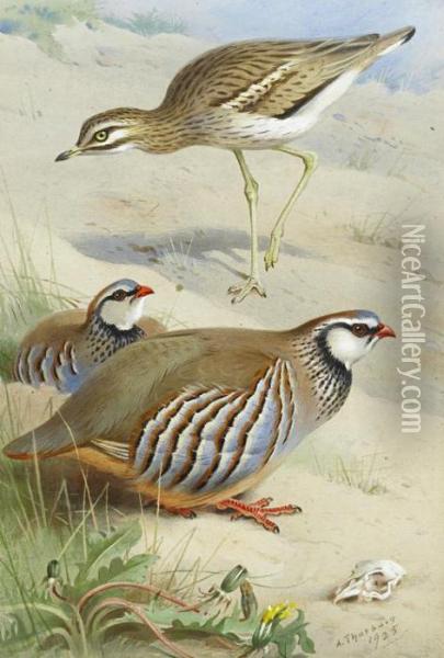 Stone Curlew And Red Legged Partridge Oil Painting - Archibald Thorburn