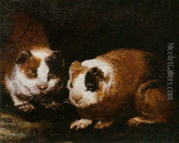 Guinea Pigs Oil Painting - Giovanni Agostino (Abate) Cassana