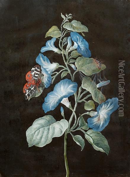Still Life Of Convolvulus And A Tiger Moth Oil Painting - Barbara Regina Dietzsch