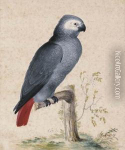 A West African Gray Parrot Oil Painting - Jan Gerritsz van Bronchorst