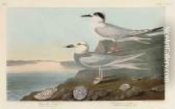 Havell's Tern. Trudeau's Tern Oil Painting - John James Audubon