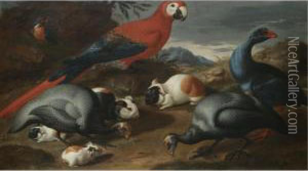 A Still Life With Guinea Pigs, A Parrot And Other Exotic Birds Oil Painting - Jacob van der (Giacomo da Castello) Kerckhoven
