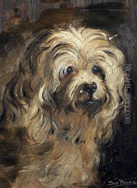 Head Of A Long Haired Terrier Oil Painting - Sidney T Boyes