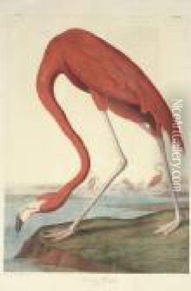 American Flamingo (plate 375)
Phoenicopterus Ruber Oil Painting - John James Audubon