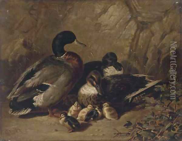Ducks and ducklings Oil Painting - James Bradley