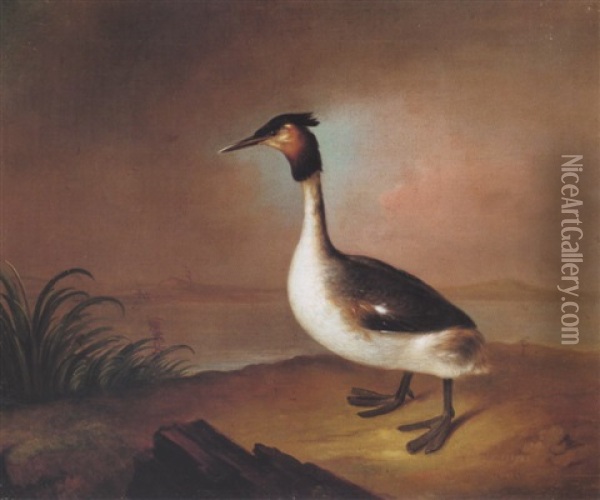 A Great Crested Grebe By A Lake Oil Painting - Stephen Elmer