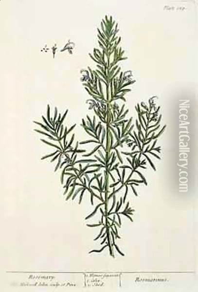 Rosmarinus Officinalis, from 'A Curious Herbal' Oil Painting - Elizabeth Blackwell