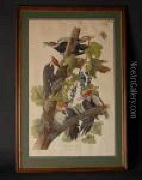Piliated Woodpecker....... Oil Painting - John James Audubon