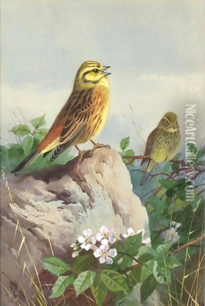 A Pair Of Yellowhammers Oil Painting - Archibald Thorburn