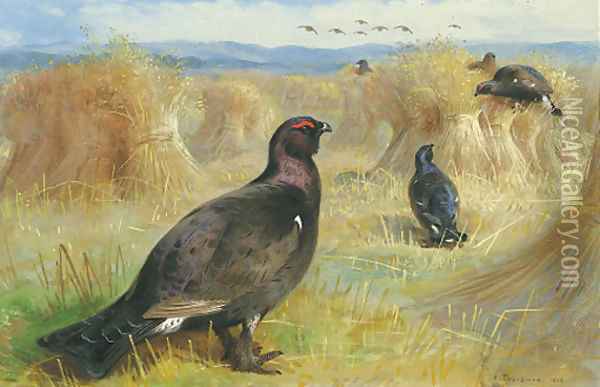 Blackcock amongst the corn stookes Oil Painting - Archibald Thorburn