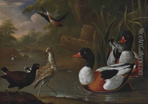 A River Landscape With A Moorhen, A Snipe, Two Shelduck And A Swallow Oil Painting - Charles Collins
