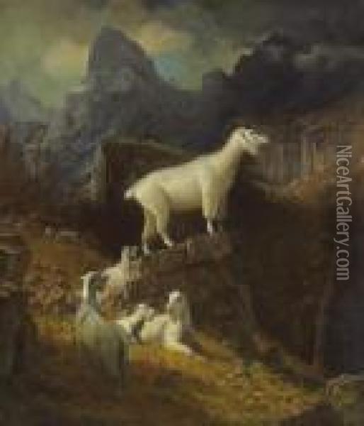 Rocky Mountain Goats Oil Painting - Albert Bierstadt