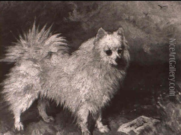A Pomeranian In A Landscape Oil Painting - John Emms