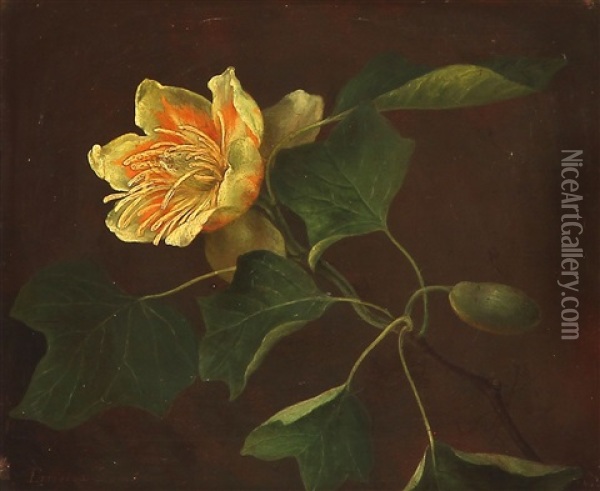 Blomst Af Tulipantraeet Oil Painting - Emma Augusta Thomsen