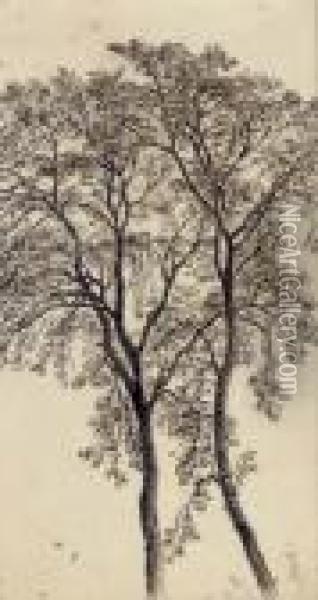 Study Of Trees Oil Painting - John MacWhirter