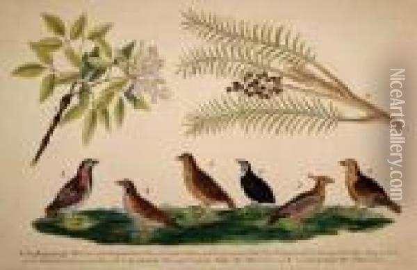 Selectiuon Of Exotic And Domestic Birds And Flora Oil Painting - Franz Anton von Scheidel