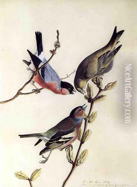 A Chaffinch, Bullfinch and Greenfinch on a Branch of Budding Chestnuts Oil Painting - John James Audubon