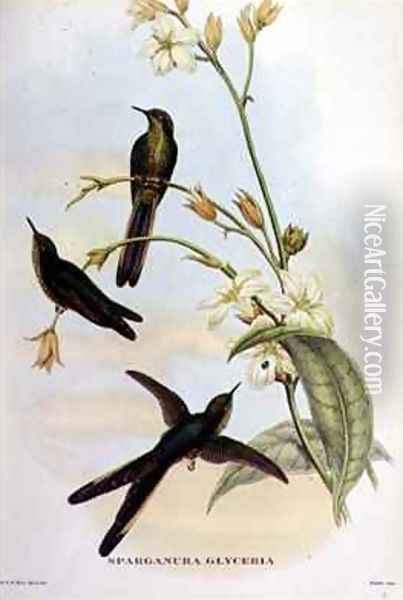 Sparganura Glyceria from Tropical Birds Oil Painting - John & Hart, William Gould