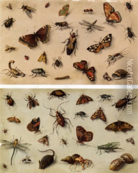 Studies Of Insects, Shells And A Mouse Oil Painting - Jan van Kessel the Elder