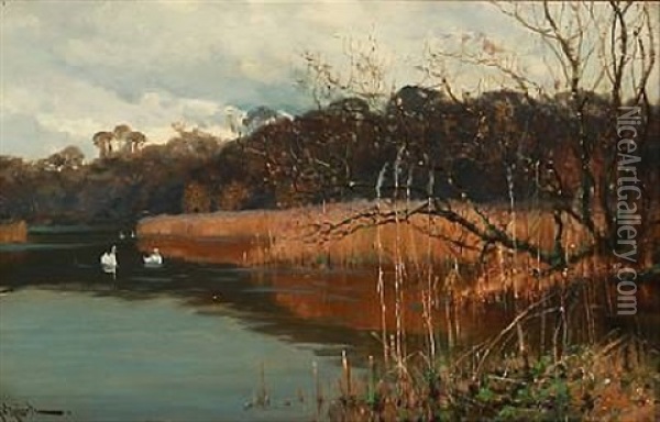 Swans On A Forest Lake Oil Painting - Arthur William Redgate