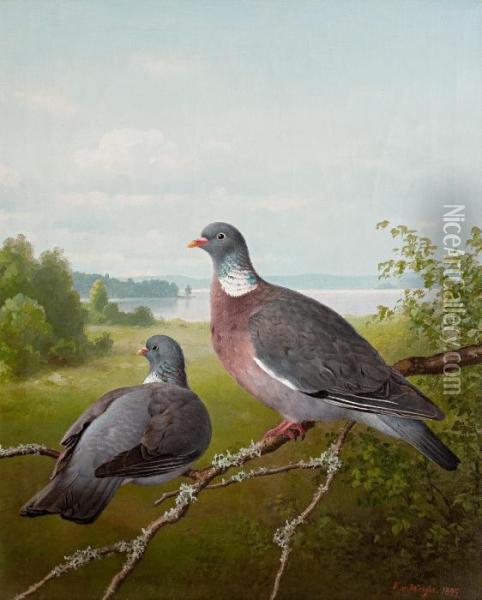 Pigeons Oil Painting - Ferdinand Wilhelm Von Wright