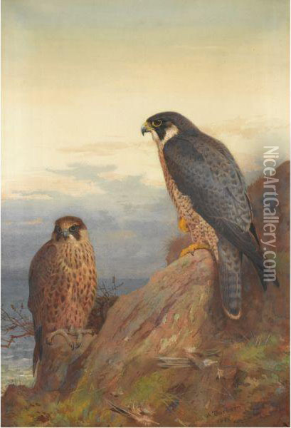 An Adult And Immature Peregrine Oil Painting - Archibald Thorburn