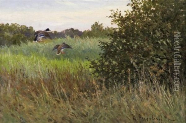 Auffliegende Enten Im Hohen Gras Oil Painting - Dimitri Von Prokofiev