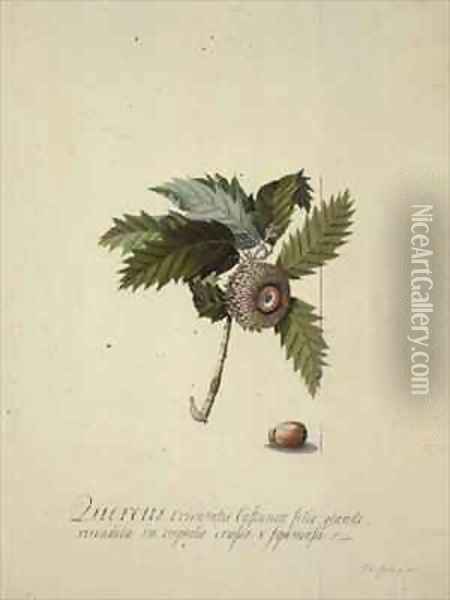 Quercus Orientalis Oil Painting - Georg Dionysius Ehret
