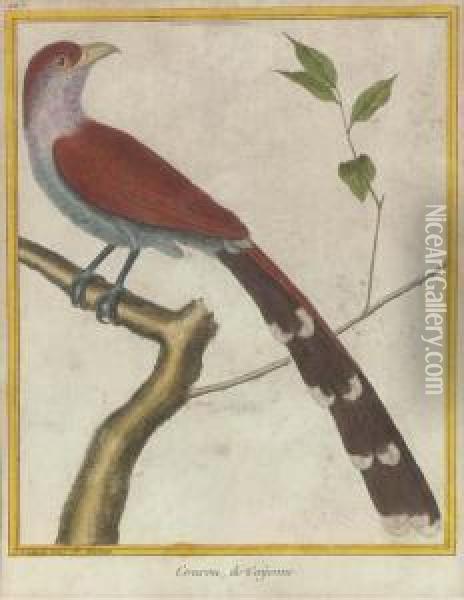 Histoire Naturelle Des Oiseaux: Two Plates Oil Painting - Francois Nicolas Martinet