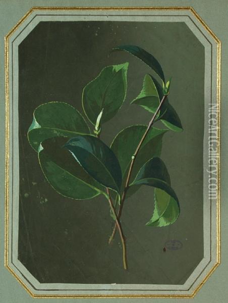 Gardenia Leaves Oil Painting - Paul De Longpre
