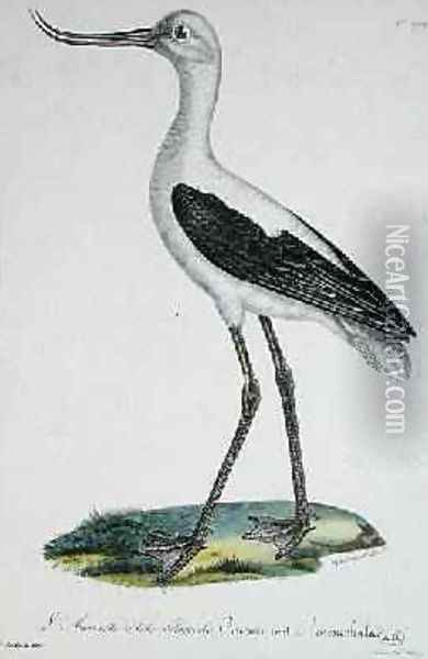 White-Headed Avocet, early 19th century Oil Painting - Paul Louis Oudart