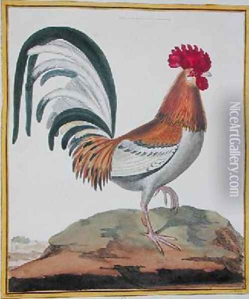 Cockerel from Histoire Naturelle des Oiseaux by Georges de Buffon 1707-88 Oil Painting - Francois Nicolas Martinet