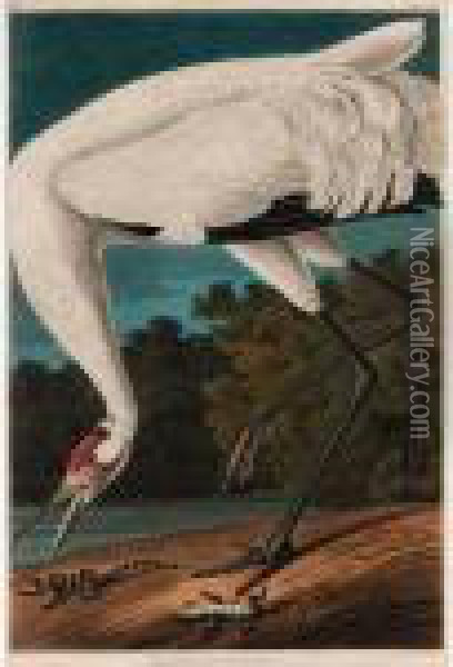 Hooping Crane (plate Ccxxvi) Oil Painting - John James Audubon