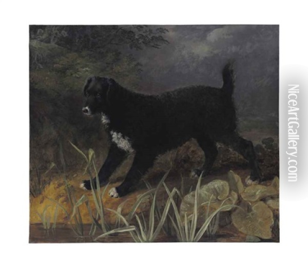 A Portrait Of The Black And White English Water Spaniel 'tim Oil Painting - Sawrey Gilpin